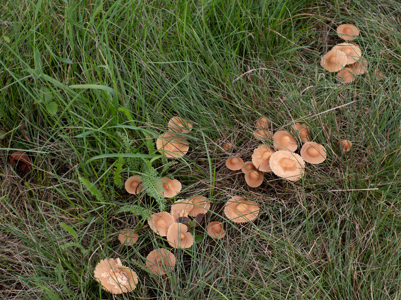 Marasmius oreades